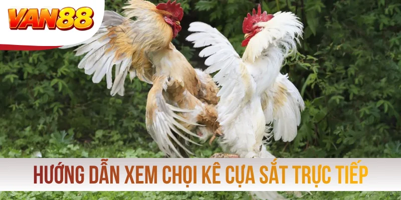 Hướng dẫn xem chọi kê cựa sắt trực tiếp qua 4 bước Hướng dẫn xem chọi kê cựa sắt trực tiếp qua 4 bước