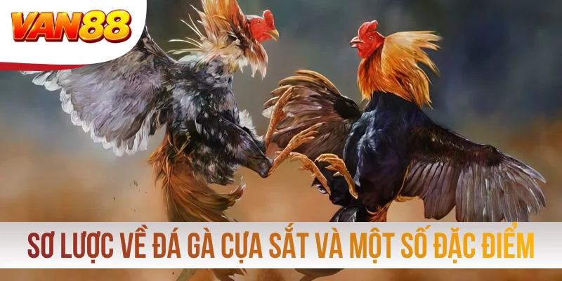 Sơ lược về đá gà cựa sắt và một số đặc điểm Sơ lược về đá gà cựa sắt và một số đặc điểm