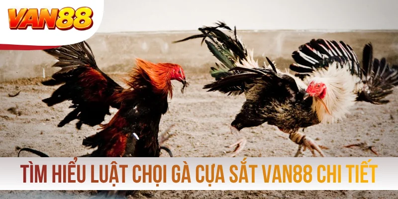 Tìm hiểu luật chọi gà cựa sắt VAN88 chi tiết Tìm hiểu luật chọi gà cựa sắt VAN88 chi tiết